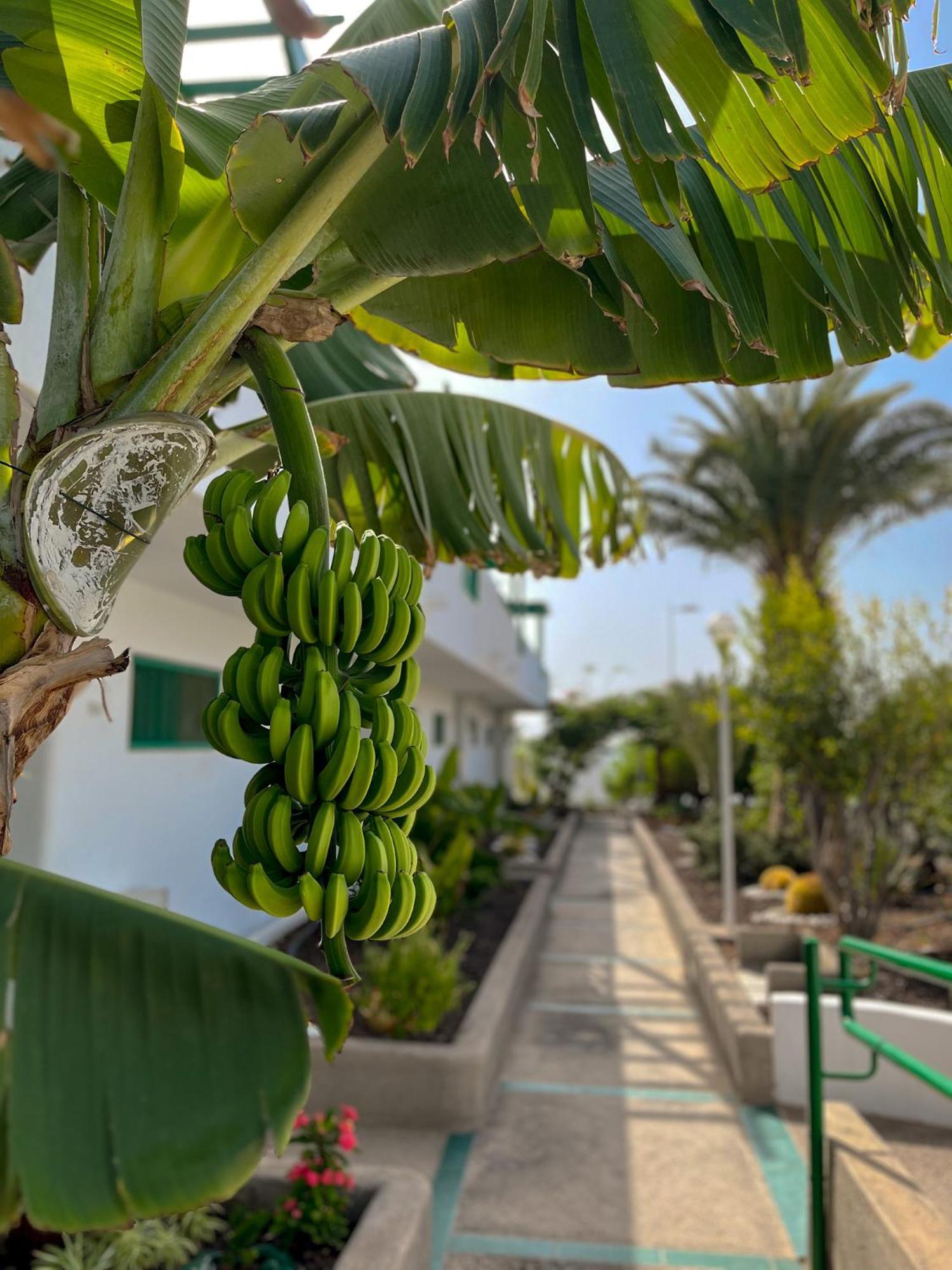 Beautiful Apartment Aguycan Beach 120 Playa Del Aguila ماسبالوماس المظهر الخارجي الصورة